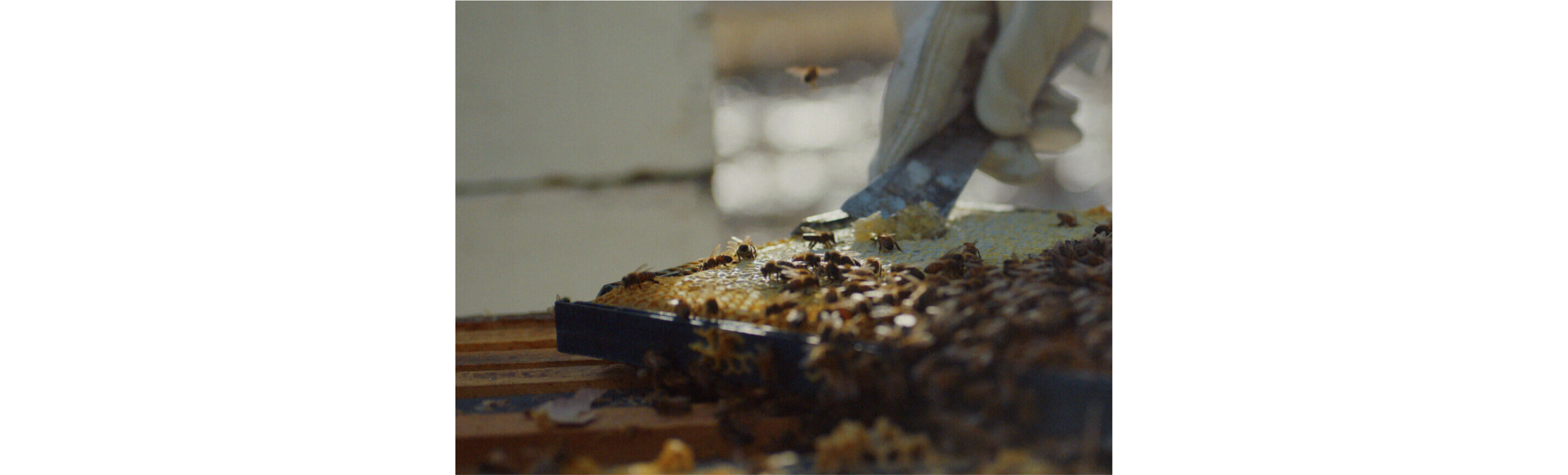 A person scraping the honey and honeycombs out of a honey frame.